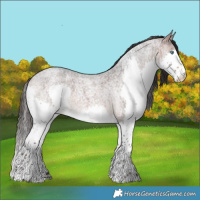 Horse Color:Brown Roan Sabino Splash 