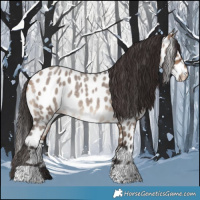Horse Color:Bay Roan Dun Near Leopard 