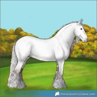 Horse Color:Gray White Spotted Liver Red Dun and Gray White Spotted Liver Red Dun Appaloosa