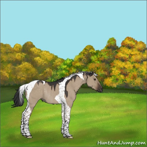 Horse Color:Liver Red Dun Tobiano Rabicano 