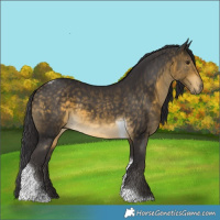 Horse Color:Buckskin Tobiano