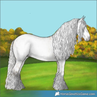 Horse Color:Gray Silver Amber Champagne Dun Sabino Appaloosa Rabicano  and Silver Sable Cream Champagne Dun Splash Tobiano Appaloosa Rabicano 