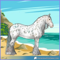 Horse Color:Liver Red Dun Tobiano Appaloosa 