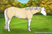 Horse Color:Silver Amber Cream Champagne Dun Splash Rabicano