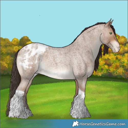 Horse Color:Sable Champagne Roan Tobiano Appaloosa 