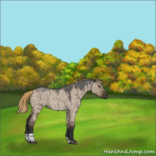 Horse Color:Liver Red Dun Roan Tobiano Brindle 