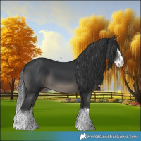 Horse Color:Black Splash 