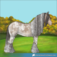 Horse Color:White Spotted Liver Red Dun  and White Spotted Liver Red Dun Tobiano Appaloosa 