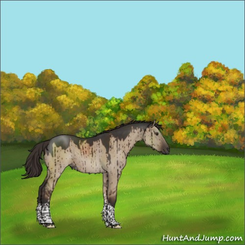 Horse Color:Liver Red Dun Tobiano Rabicano Brindle 