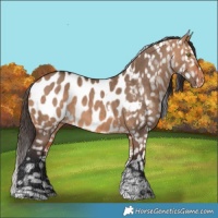 Horse Color:Bay Dun Tobiano Near Leopard Brindle 