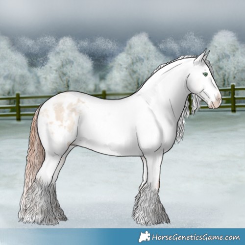 Horse Color:Amber Champagne Dun Appaloosa 