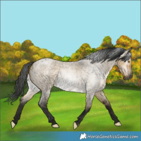 Horse Color:Gray Buckskin Roan Dun 