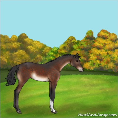 Horse Color:Brown Sabino Tobiano Rabicano 