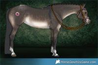 Horse Color:Brown Dun Tobiano 