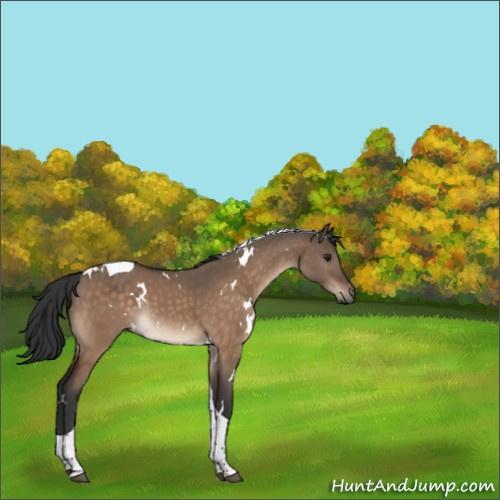 Horse Color:White Spotted Brown Dun Tobiano 