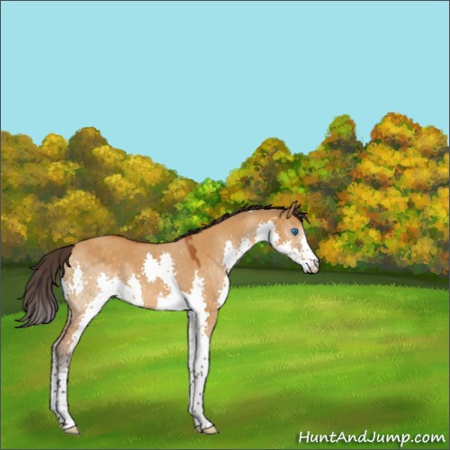 Horse Color:Buckskin Dun Splash Tobiano Rabicano 