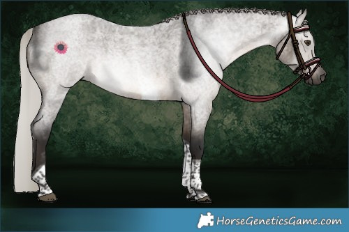 Horse Color:Gray Silver Brown Roan Dun Tobiano Rabicano 