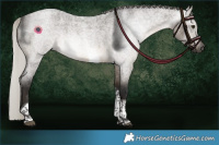 Horse Color:Gray Silver Brown Roan Dun Tobiano Rabicano 