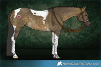 Horse Color:Buckskin Dun Tobiano Rabicano 