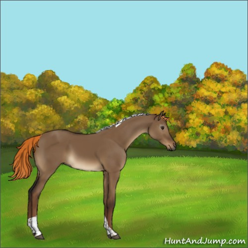 Horse Color:Gray Liver Red Dun Tobiano 