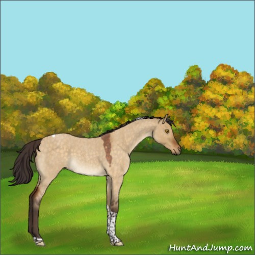 Horse Color:Buckskin Roan Dun Tobiano 