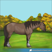 Horse Color:Liver Red Dun Tobiano Rabicano 