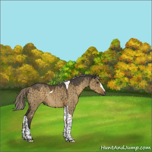 Horse Color:Chocolate Palomino Dun Tobiano Rabicano Brindle 