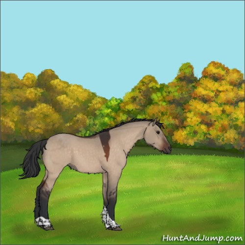 Horse Color:Bay Dun Tobiano Rabicano 