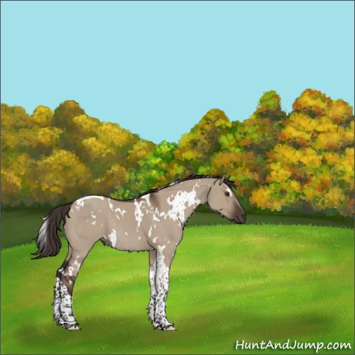 Horse Color:White Spotted Liver Red Dun Tobiano Rabicano 