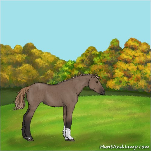 Horse Color:Liver Red Dun Tobiano Brindle 