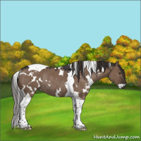 Horse Color:White Spotted Liver Red Dun Tobiano Rabicano 