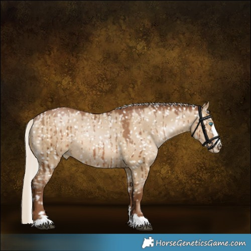 Horse Color:Gray Silver Grullo Pearl Appaloosa Rabicano Brindle 