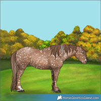 Horse Color:Black Pearl Appaloosa Rabicano 