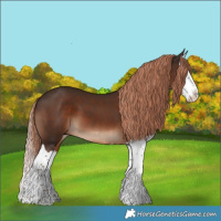 Horse Color:Liver Chestnut Splash 