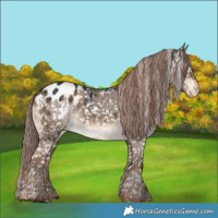 Horse Color:Liver Red Dun Appaloosa Rabicano Brindle 