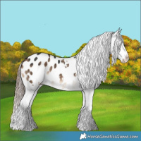 Horse Color:Liver Red Dun Appaloosa Rabicano Brindle