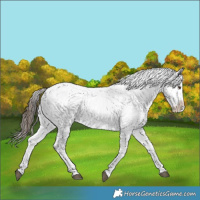 Horse Color:Liver Red Dun Roan Appaloosa Brindle 