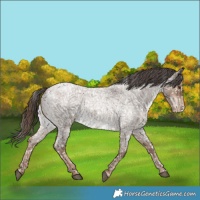 Horse Color:Liver Red Dun Roan Appaloosa Brindle 