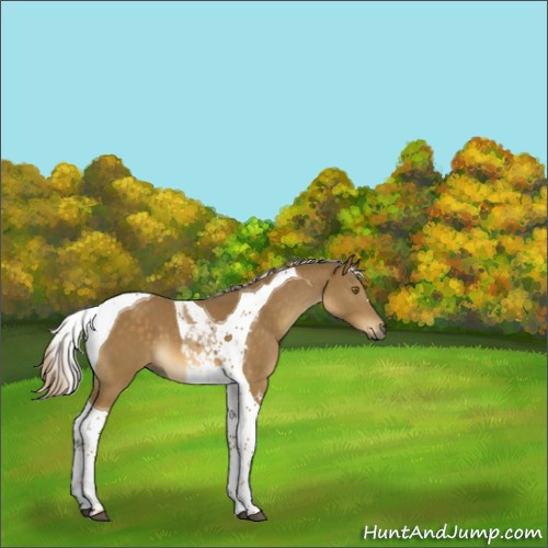 Horse Color:Chocolate Palomino Tobiano 
