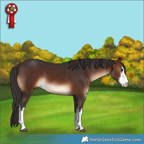 Horse Color:White Spotted Brown 