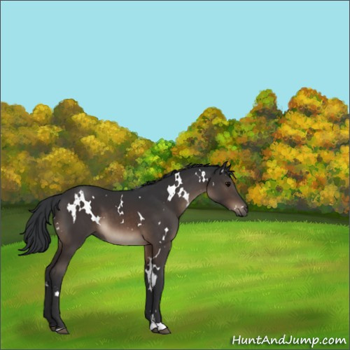 Horse Color:White Spotted Brown 