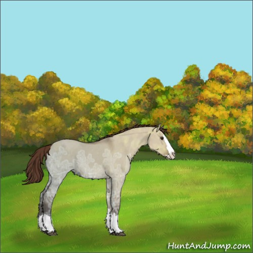 Horse Color:Liver Red Dun Ice Sabino Splash 