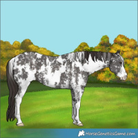 Horse Color:White Spotted Liver Chestnut Sabino Appaloosa 