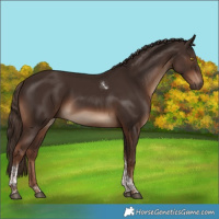 Horse Color:Liver Chestnut Tobiano 