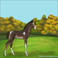 Horse Color:Liver Chestnut Splash Tobiano Rabicano 