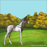 Horse Color:Liver Chestnut Tobiano Rabicano