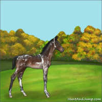 Horse Color:White Spotted Brown Tobiano 