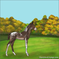 Horse Color:Liver Chestnut Tobiano Rabicano 