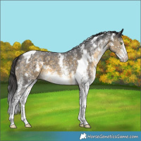 Horse Color:White Spotted Buckskin 