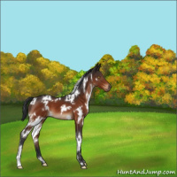 Horse Color:White Spotted Brown 